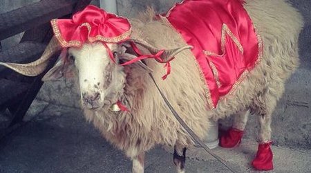 Qurbanlıq qoyunlar neçəyə satılır? – VİDEO