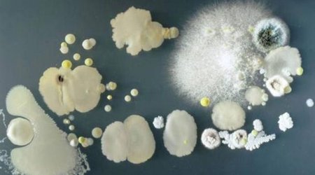 Bunlar sizin mobil telefonunuzda yaşayır - FOTO