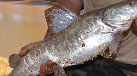 Huge Australian catfish have started catching and eating mice