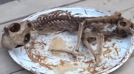 Beyləqanda evin içindən naməlum heyvanın skeleti tapıldı - Video