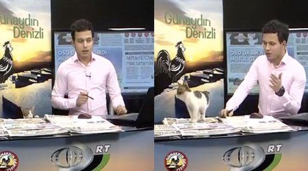 Canlı yayıma pişik girdi - VİDEO