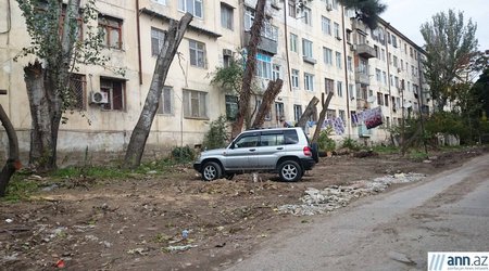 Bakıda məhv edilən yaşıllıq - FOTOLAR