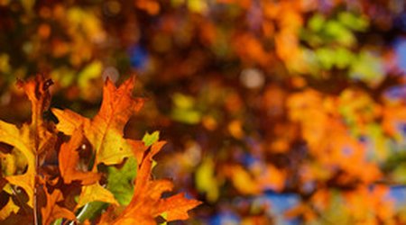 Baku weather forecast for Dec.30