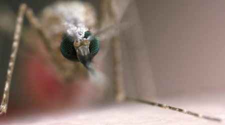 GM malaria vaccine 'milestone'