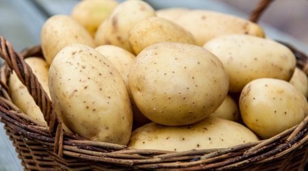 Азербайджан будет импортировать картофель и оливковое масло из Китая