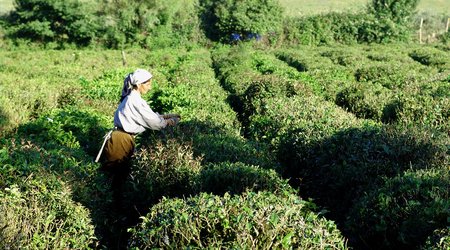 Из-за засухи под угрозой оказался урожай чая 