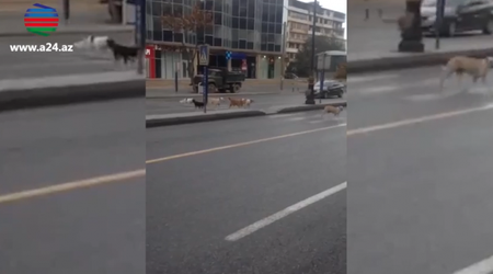 Bakıda küçə itləri insanlara belə örnək oldu - VİDEO