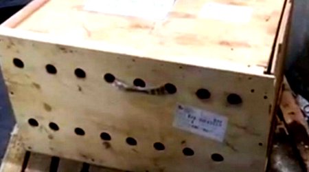 Hava limanında sahibsiz qalan qutudan çıxanlar hamını təəccübləndirdi – Fotolar