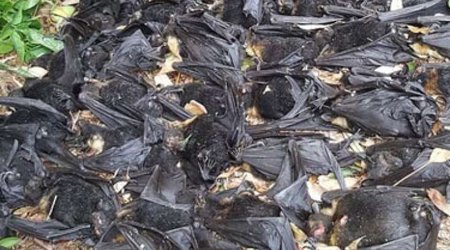 Səhər bağçasına girən qadın gördüklərindən ŞOKA DÜŞDÜ - FOTOLAR