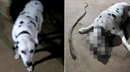 İt ailəni zəhərli ilandan qorudu, öz həyatını itirdi – Video