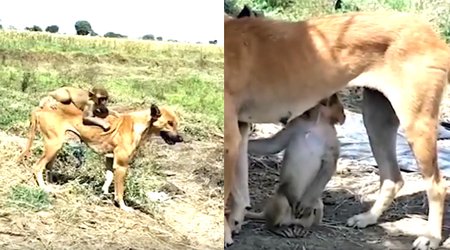 Təkgöz it meymun balasını xilas edib “övladlığa” götürdü – Video