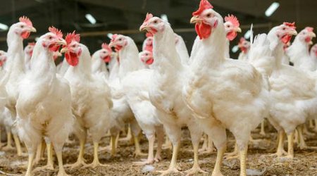 Азербайджан временно запретил импорт живой птицы и продукции птицеводства
