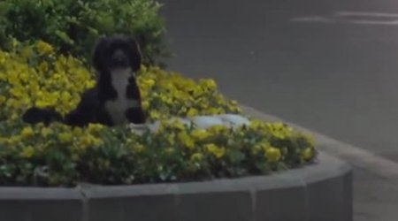 Пес охранял тело погибшего на дороге сородича - ВИДЕО
