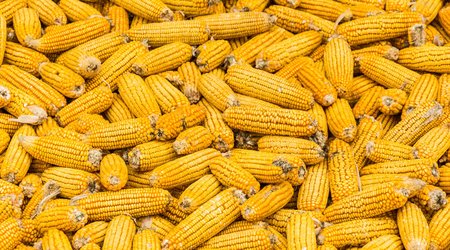 Production of hybrid corn seeds begins in Azerbaijan’s Aghjabadi district