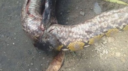 Nəhəng kobra dünyanın ən böyük ilanını uddu - VİDEO