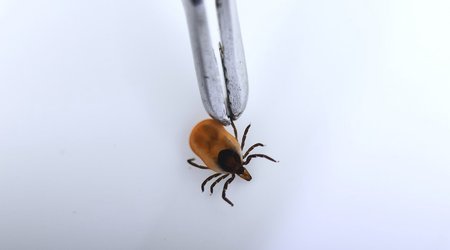 New virus detected in Japan