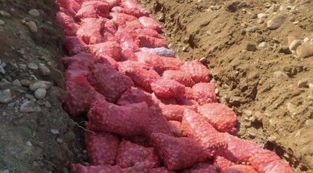 Rusiyadan Azərbaycana gətirilən kartofda zərərverici tapılıb