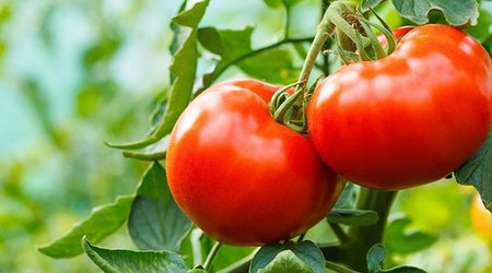 Daha 18 təsərrüfatdan Rusiyaya pomidor ixracına icazə verildi
