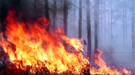 Fire breaks out in Hirkan National Park