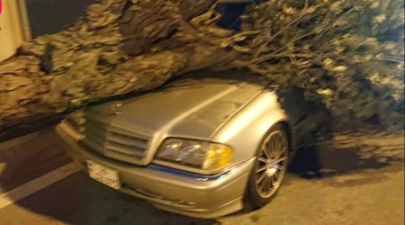 Güclü külək ağacı maşının üzərinə aşırdı - Foto