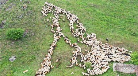 Gələn il Qarabağdakı yaylaqlara mal-qara köçürüləcək
