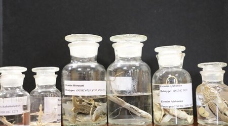 5 new reptile species discovered in Iran