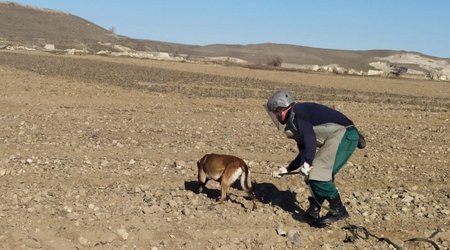 Marshall Heritage Institute to send 5 more mine detecting dogs to Azerbaijan
