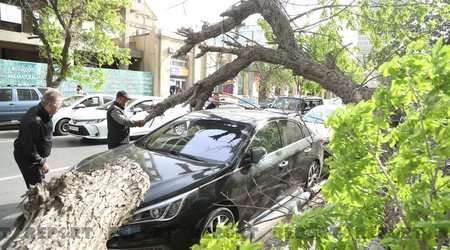 Сильный ветер повалил дерево и повредил автомобили в Баку