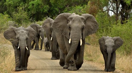 Elephants kill 60 Zimbabweans this year