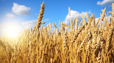 Ben Wallace: "British planes can help to export grain from Ukraine”