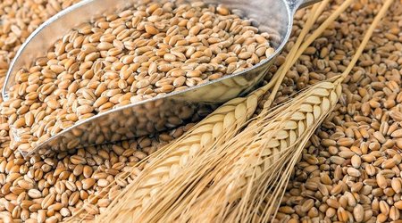 Georgia imposes one-year ban on export of wheat and barley