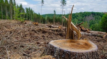 В Венгрии разрешили вырубку заповедных лесов из-за возможной нехватки газа