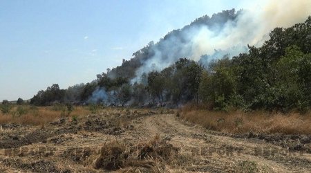 Лесные пожары в Сиязане, Шабране, Хачмазе и Губе взяты под контроль