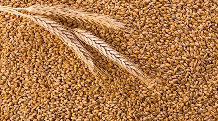 Ukraine exports over 6 million tons of products via 'grain corridor'