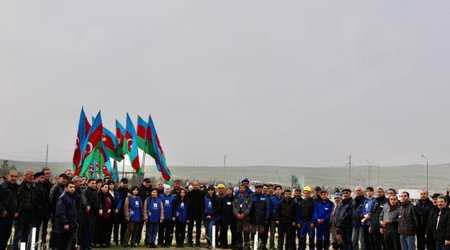 «Азерэнержи» присоединилось к акции по посадке деревьев