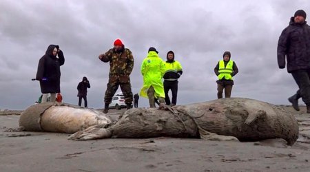 Task Force to be established on mass death of Caspian seals