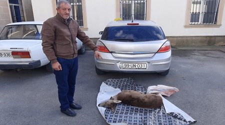 В Габалинском районе задержан подозреваемый в браконьерстве