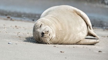На берегу Каспия обнаружено более 50 мертвых тюленей