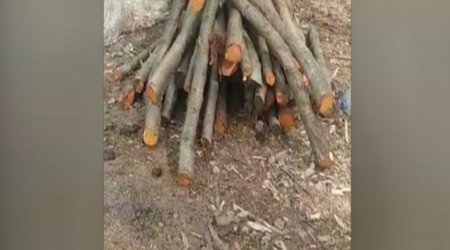 В Габале выявлено незаконное производство древесного угля