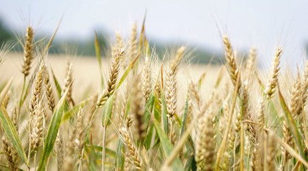 Посевные площади пшеницы в агропарках Азербайджана будут увеличены