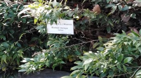 Из Азербайджана в Россию пытались вывезти 127 200 семян растения, занесенного в "Красную книгу"