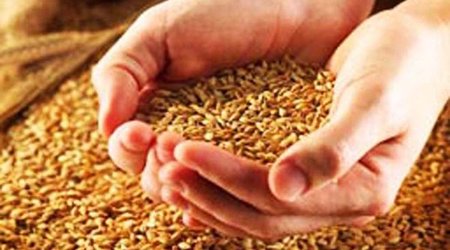 Fermerlərə verilən subsidiyalar niyə səmərə vermir? Buğda əkini nə üçün azalır? –Hesablama Palatası