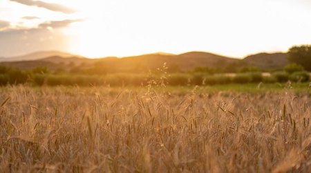 Talks on grain deal at technical level to kick off in Istanbul today