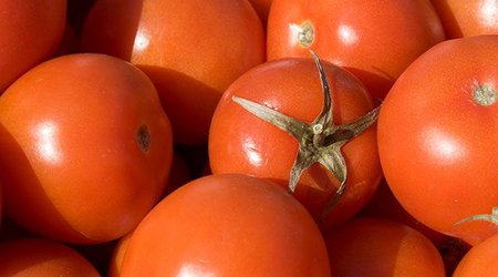 Birinci rübdə Azərbaycandan pomidor ixracı 23% azalıb
