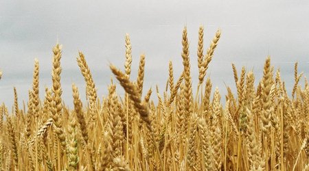 Ağ Ev Rusiyanı Taxıl sazişinə yenidən baxmağa çağırıb