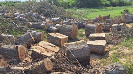 В Зардабе задержаны лица, вырубившие деревья