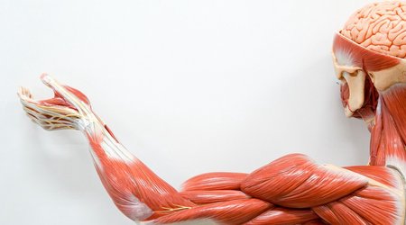 Ученые изобрели новый метод регенерации мышечной ткани