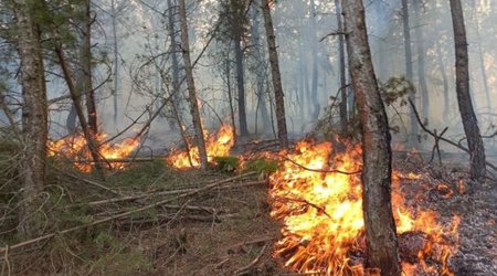 В горно-лесистой местности Лерика начался пожар