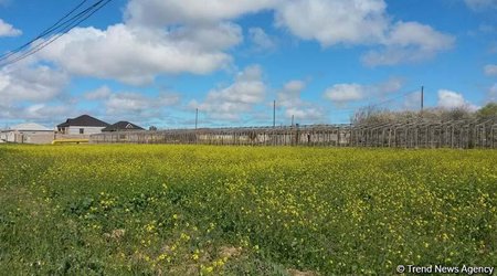 Qeyri yaşayış və torpaq sahələrinin icarəyə verilməsindən daxilolmalar artıb