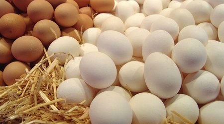 Russia receives 13.3 million eggs from Azerbaijan and Türkiye
